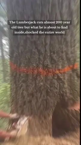 The Lumber Jacks Cut Very Old Tree,and what he find inside is So amazing #story #realstory #foryou #storytime #viral #storytelling 