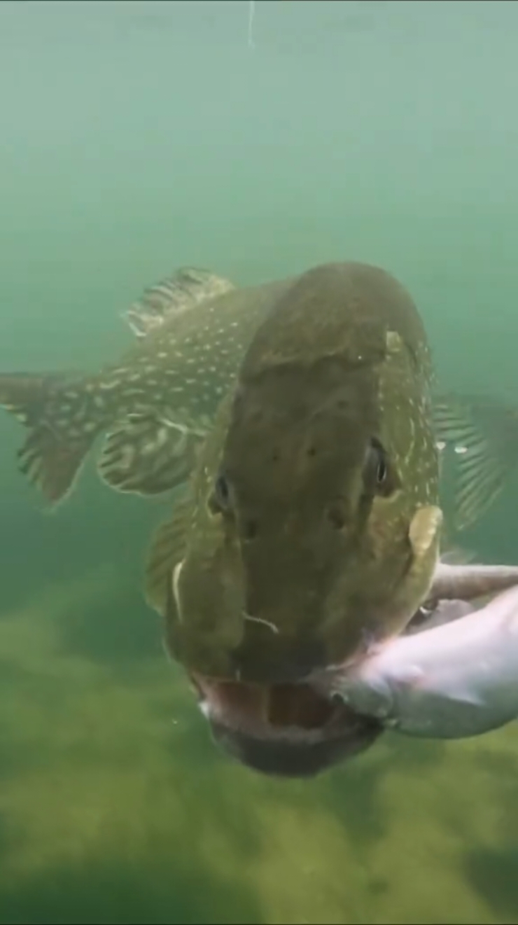 Wait for this crazy bite ! #pike #fishing #underwaterworld #underwater #pikeattack #fish #angler #pikefishing #fishingvideo #fishingexperience #livebait #baitfish #underwatercamera #foodcompetition #fishbehavior 