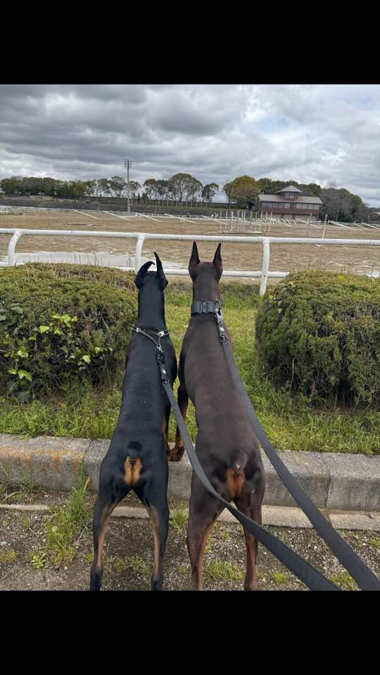 お馬さん大好き #ドーベルマン #doberman #dobie #愛犬 #dobermanpinscher #dobermann