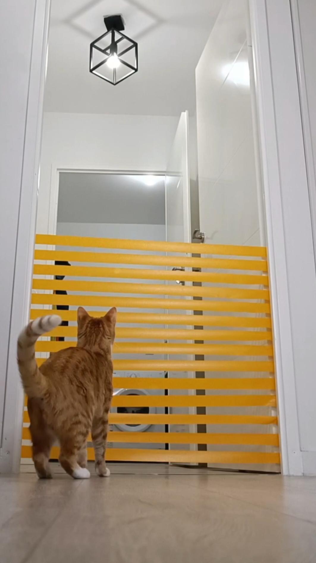 toujours plus haut  #catoftiktok #catchallenge #jump #challenge #cat #chat #viral #catorange #fun #jumping 