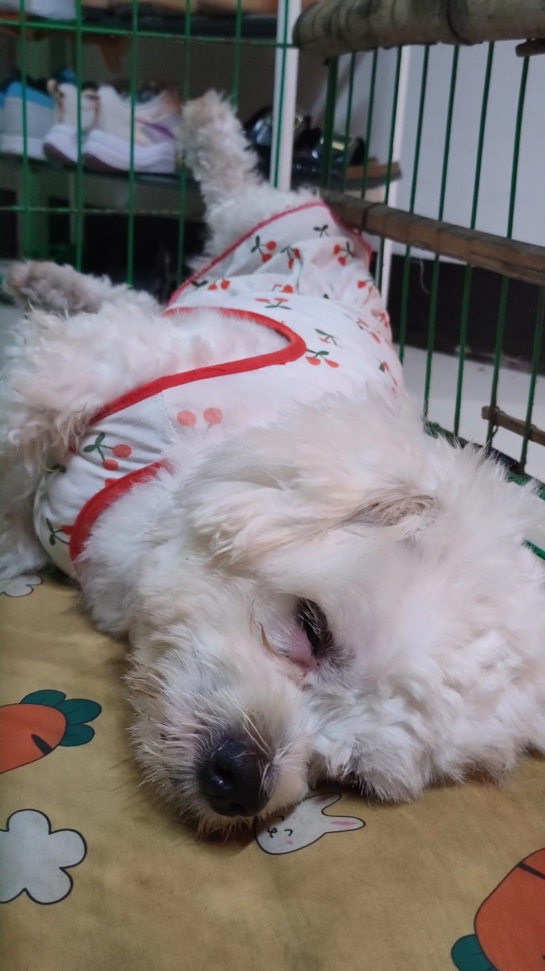 tulog na daw si madam winter 😂  #foryou #fyp #doglover #dogsoftiktok #pet #dogmom #furmom #tiatalia_ #cutedog #cutedogsoftiktok 