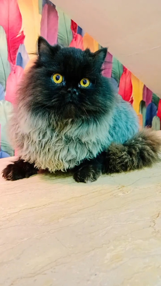 Black Smoke Persian Cat available in Lahore Pakistan #03207080678 #cat #persian #lahorepets #petsshop #kitty #kitten #cats #persiancat #tollintanmarket #catshop #for #foru #forypupage #viral #viralvideo #viraltiktok #pets #silvercat #blackcat #blacksmoke #blackpersiancat 