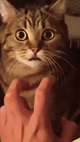 #funny #petsoftiktok #catsoftiktok #funnyvideos #funnyanimals