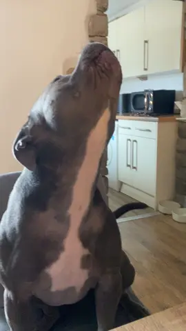 Do you think he appreciates the loving? 🥹 #staffylife #doglove #dogsoftiktok #staffordshirebullterrier #dogtalk #vocaldog #staffielife #doglover #dog #bluestaffy 