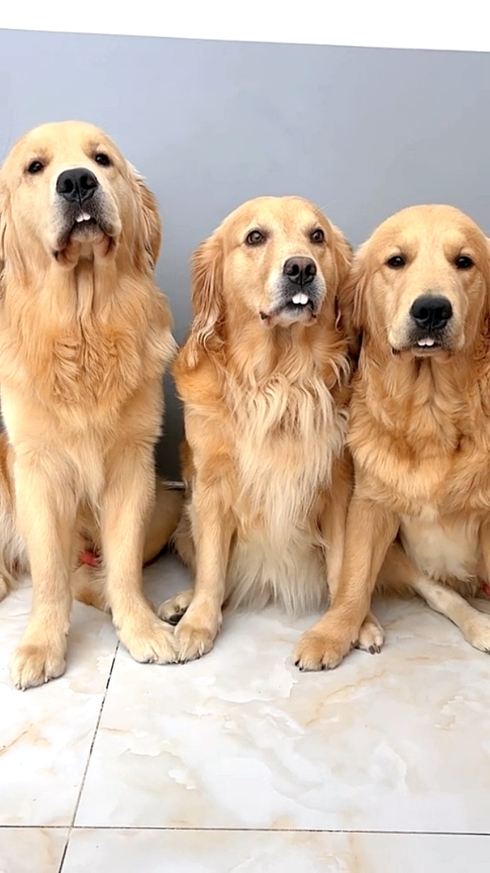😏#goldenretrieverlife #dogsoftiktok #fyp 