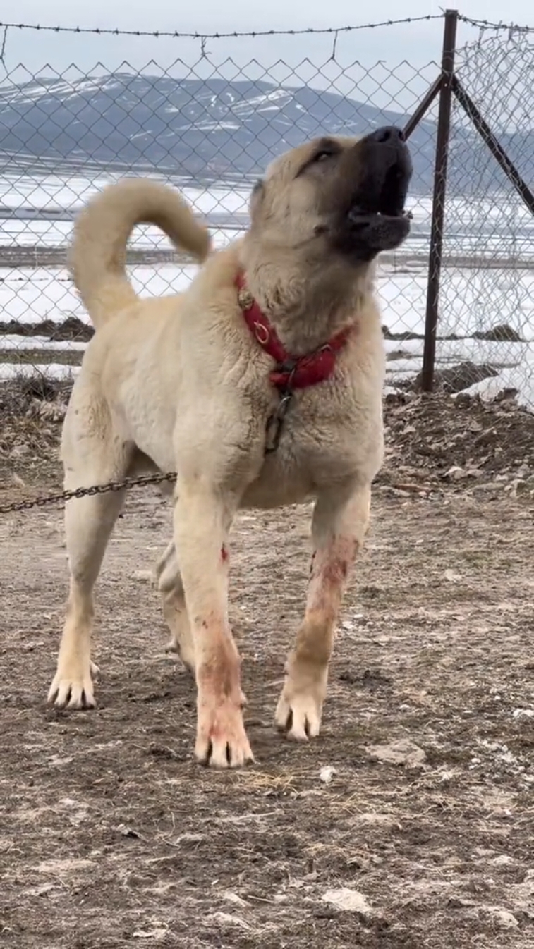 Replying to @azeeme__767 #foryou #foryoupage #viral #dog #kangal 