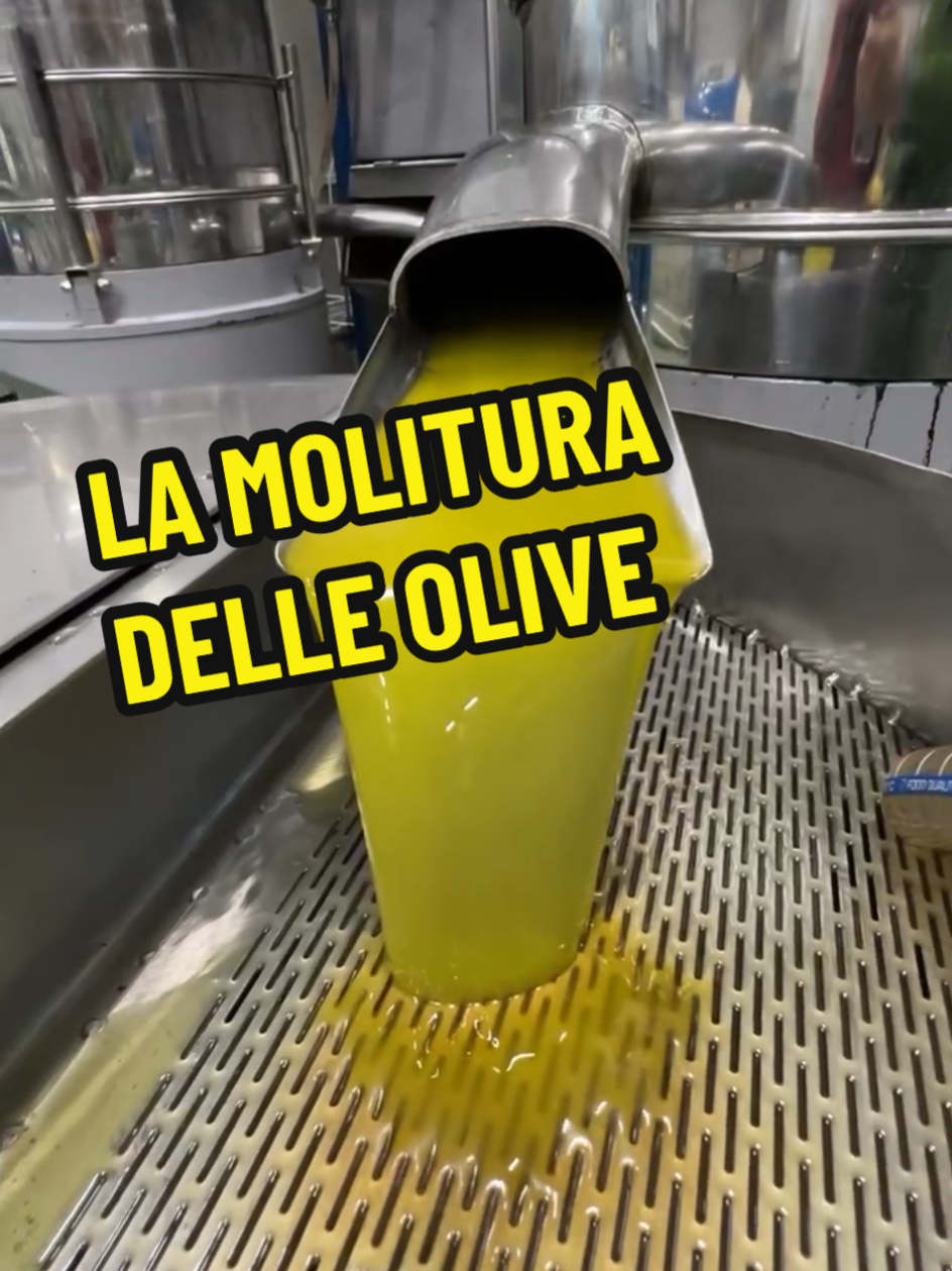 Dopo la raccolta, le olive, vengono portate al frantoio. Ed è proprio qui che si ottiene il prezioso olio 🫒 #olio#olive#molituraolive