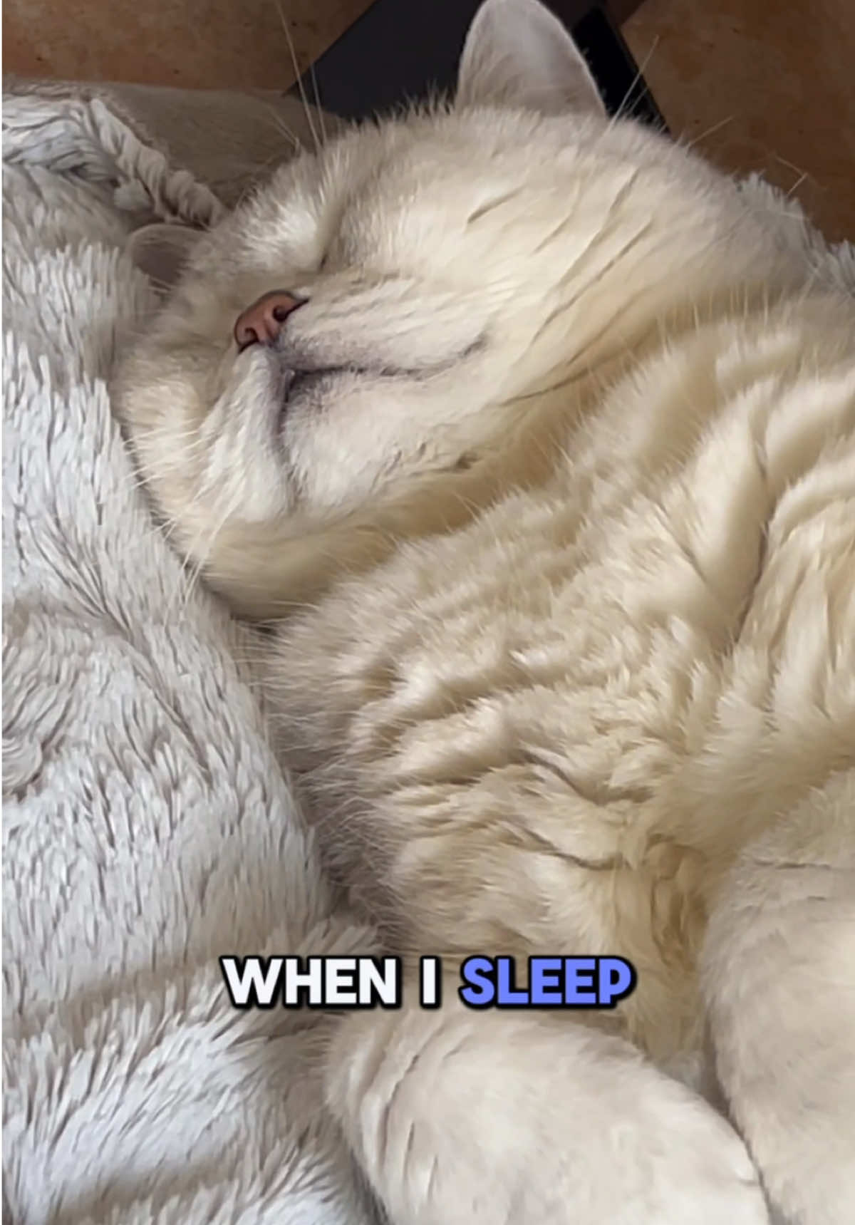 NEW AUDIO for all my sleepers! #trendingaudio #funnyaudio #viralaudio #viralsound #funnycatvideos #funnydogvideos #britishshorthair #catmom #funnypets #comedy