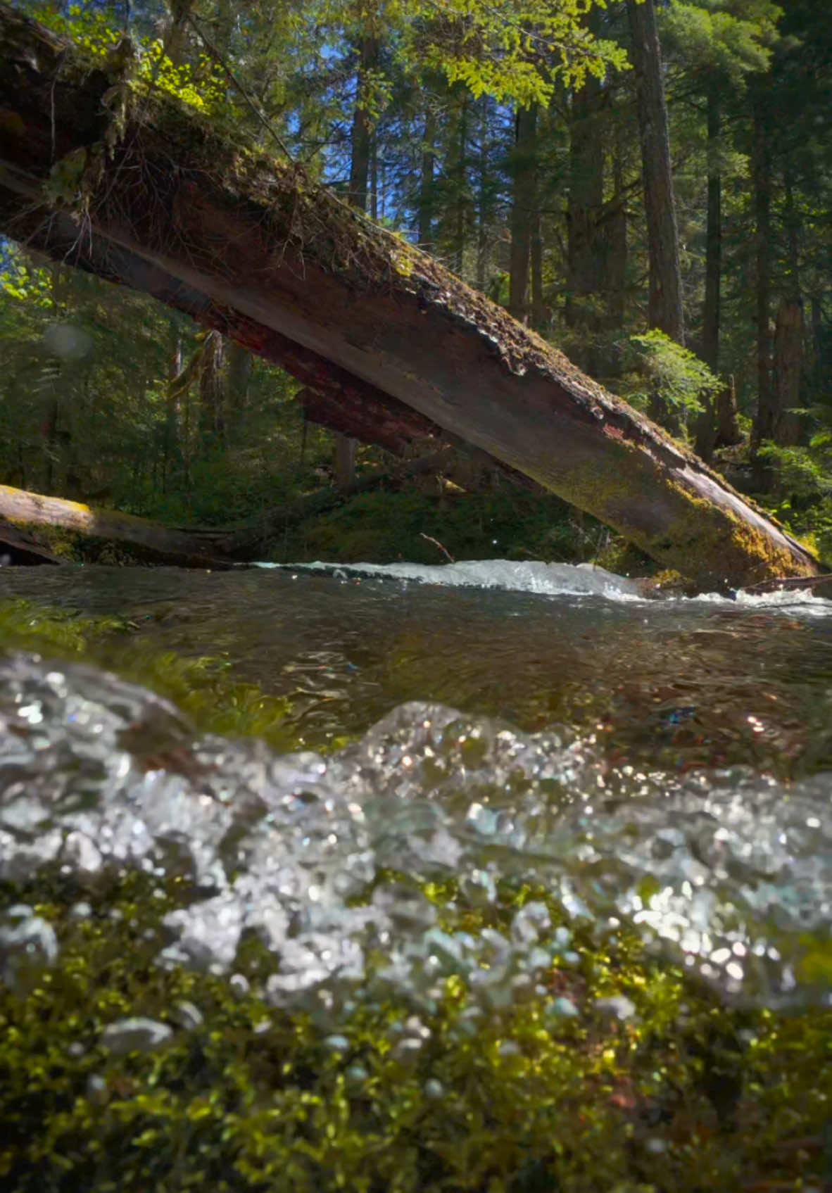 In awe of the pristine, perfectly clear waters of this creek—nature at its most serene and unspoiled 😍 #nature #Outdoors #cinematic #calm #creek