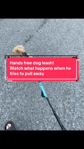 Walk your dog smarter with this dog walking hands free leash! Its great for walking or jogging. It comes in several colors plus 2 sizes to choose from! The storage bag on the leash is great for treats, cell phone and poop bags! #dog #dogs #dogmom #doglovers #doglife #dogleash #fitdog #leash #leashtraining #run #handsfree #Running #training #DogTraining #dogtok 