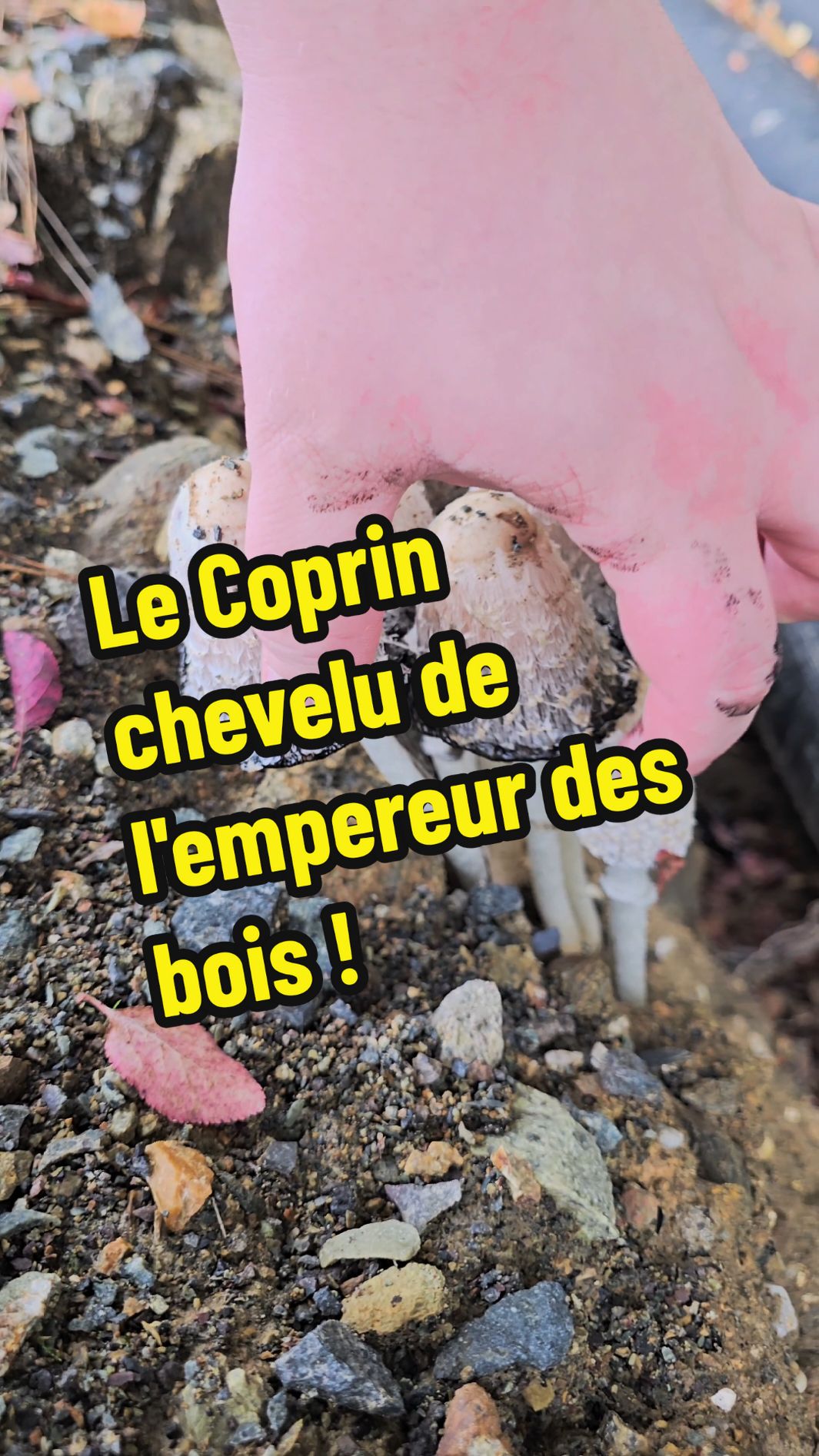 Le coprin chevelu (Coprinus comatus) est un excellent comestible à condition d'être bien jeune et de le trouver sur un terrain non pollué. Il faudra obligatoirement le rejeter s'il pousse sur du compost, dans un terrain où l'on utilise des traitements chimiques, ou au bord des routes. Son parfum de noisette à la cuisson en fait l'un de mes préférés. Bonne dégustation.  #coprinchevelu #champignon #sauvage #comestible #cueillettesauvage #cueillettedechampignons #identifierleschampignons #commentreconnaitreunchampignon #fungifact #fungiworld #mycologie #educatif #apprendresurtiktok 