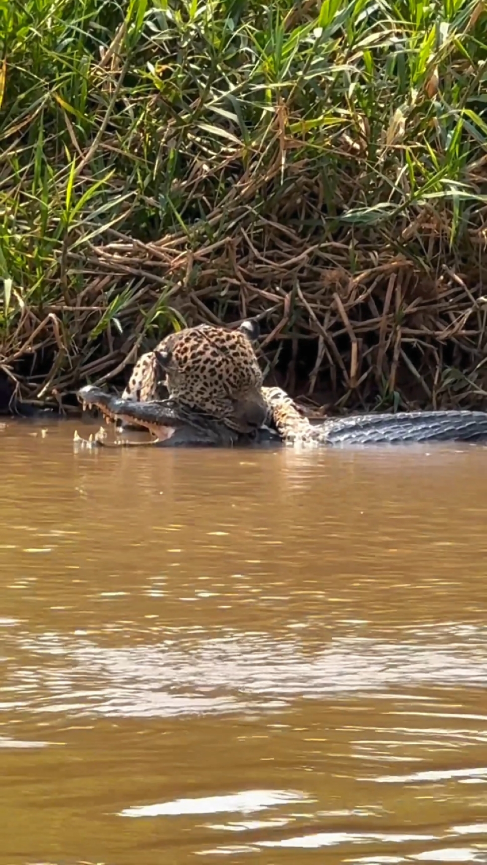 #jaguar #attack #amazing #fyp #wildlife #amazinganimals #animalworld #unfreez #growmy #nature 