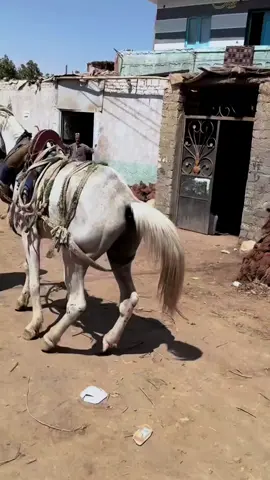 #farrier #tiktok #farriersoftiktok #farriersontiktok #house #asmrsounds ##asmrvideo #fyp #foryou 