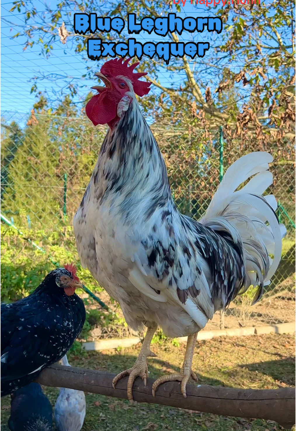 My gorgeous „Blue Exchequer Leghorn“ rooster 🥰#exchequerleghorn #leghorns #leghornchicken #rooster #farming #hahn #blueexchequer #blueexchequerleghorn #hühner #hühnerzucht #keepingchickens #raisingchickens #chickenfarm #backyardchickens #farmtok 