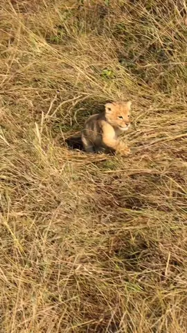 This is a very rare sighting this week, during our safari we saw the lionesses carrying the lion cub in their mouth. Normally, they do this during the first months of their life, usually until they are 3 to 4 months old. During this time, the cubs are still too young and vulnerable to travel long distances alone, so the mother carries them by gently grasping the skin of their neck....