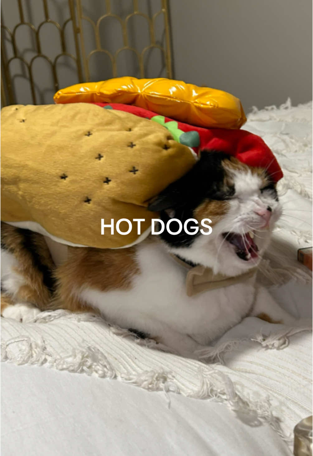 Hot dog that’s a mad cat #nationalcatday #happynationalcatday #catcostume #cathalloweencostume #calico