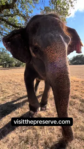 🐘 Make some noise! Kitty knows how to get everyone’s attention! 🎺  #thepreserve #visitthepreserve #asianelephant  #elephantconservation #elephant #giraffe #kangaroo #wallaby #tortoise #emu  #porcupine #elephantexperience #animalexpedition #thepreservefredericksburgtx  #fredericksburgtx #texastourism #sanantonio #austin #elephantpreservetexas #animalencounters #texaselephants #thepreservetx #visittx #texasvacation #texaslife #houston #dallas #exploretexas #traveltexas #fortworth