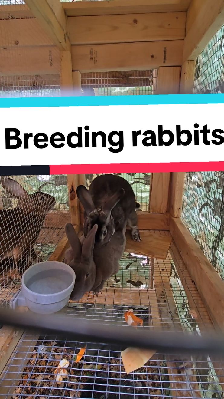 Breeding Rabbits so I can have some baby rabbits to eat. #survival #selfreliance #homesteading #livestock #raisingrabbits 