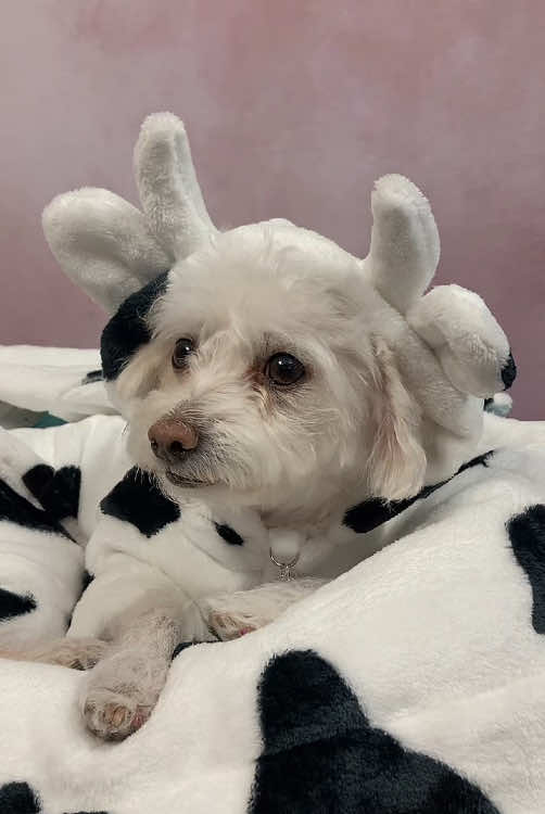 COW IN THE OFFICE? 😱 Oh, it's just Piper in her pajamas 😜🐮⁠ ⁠ Our collection of super snuggly onesies is perfect for those cozy nights at home 🏡🥰 and with so many cute styles and patterns to choose from, you're bound to find the pajama set your pup has been dreaming of ☁️⁠ ⁠ Shop all our pajama sets in our online store!⁠ ⁠ ⁠ ⁠ ⁠ ⁠ .⁠ .⁠ .⁠ ⁠ #dogmomlife #dogdadlife #pawstyle  #petlove #petfashionista #caninecouture #petapparel #petfluencer #petpajamas #dogpajamas #dogreel #funnydog 