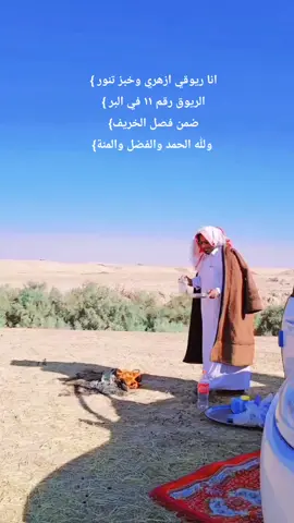 انا ريوقي ازهري وخبز تنور } الريوق رقم ١١ في البر } ضمن فصل الخريف}  ولله الحمد والفضل والمنة}#صلاح_الدين_تكريت #الشرقاط #تلول_الباح_العاصمه 
