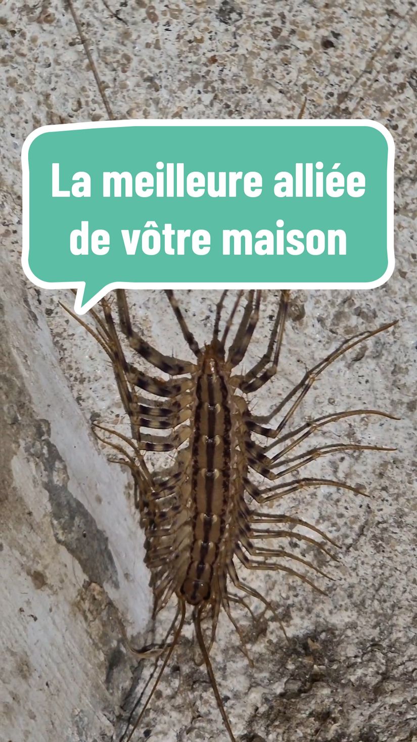 Même si cet arthropode fait peur il n'empêche que c'est la meilleure pour nettoyer la maison ! 😉