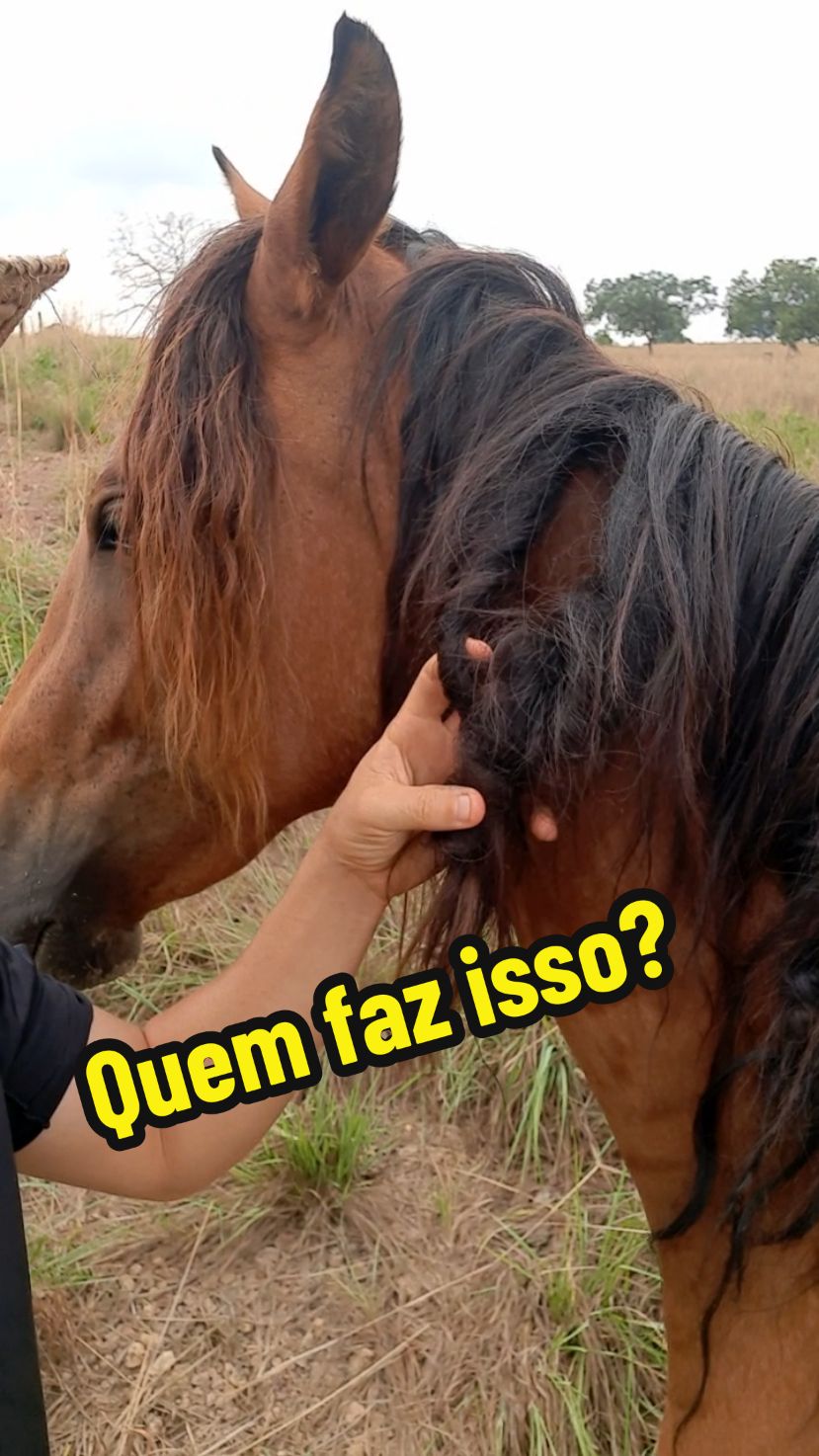 Quem está embaraçado a quilina da egua? #egua  #quilina  #vidanaroça  #cavalo  #roça 