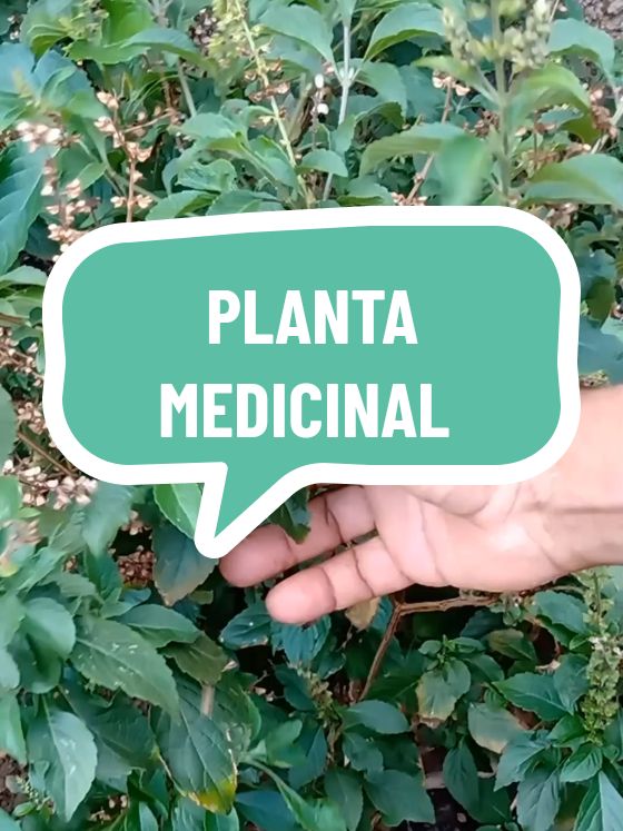 planta medicinal, medicina natural #planta #plantamedicinal 