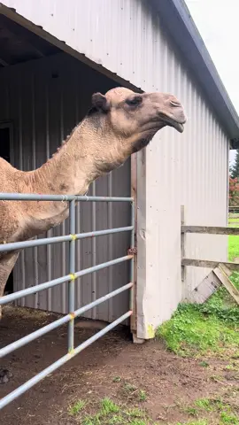 Did you know Camels can whistle? Jamal began whistling a few weeks after arriving on our farm. So far, he’s the only camel of the three that does this. Jamal whistles by grinding his teeth together creating a high pitched & incredibly loud whistling sound. Usually he makes this noise when we approach his field. Some days he’s whistles away in his field with Jasmine all day long.  Comment down below your guesses for why Jamal whistles! #alpacafarm #emu #kensingtonprairiefarm #alpaca #camel #farmlife #farm #foryoupage #tiktok #farming #alpacas #farmtok #fyp #rescue #dromedary 