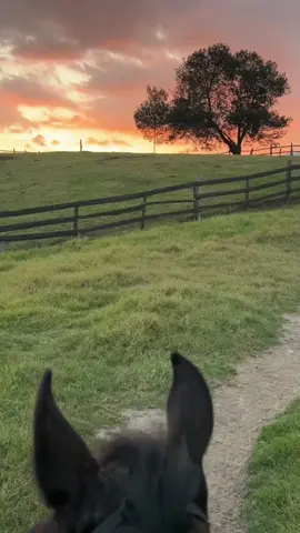 Traficante de besos - Joan Sebastian #memesdeunpueblo #joansebastian #joansebastianoficial #estados #dedicar #dedicando #dedication #estado #paisaje #caballos #atardecer #atardeceres #atardeceresperfectos #finca #rancho #potrero #foraneo #foranea 