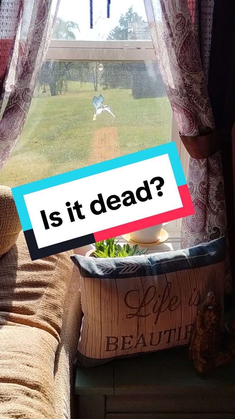 Replying to @missfillytheagentis it dead? 🤔  I bought it at a big box store at the end of the season and it already looked kind of off but I don't really know what Rosemary's supposed to look like. I water it like twice a week and it gets good sun and this window. #rosemary #beginnergardener #plantsoftiktok 