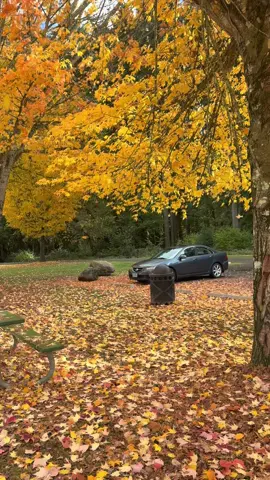 Que bonito 🥰🍂🍁 otoño🍁🍂 #oregon #Love #lovefall #Otoño #fall #otoñoaesthetic #Otoño #teregalounotoño #usa🇺🇸 #usa_tiktok #viralvideo #tiktoker #loveyou #flypシ #viralvideo 