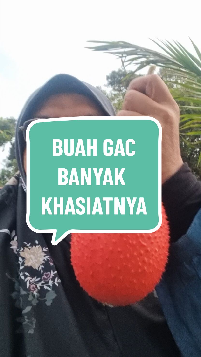 BUAH GAC SANGAT BAGUS UNTUK MATA DAN SISTEM PENCERNAAN VTT246/300 #terrav #solidpositive #sahabatbosskay #sahabatfath #shbtcikgunajwa #videobercakap #pertanian #buahgac #hasilberkebun 