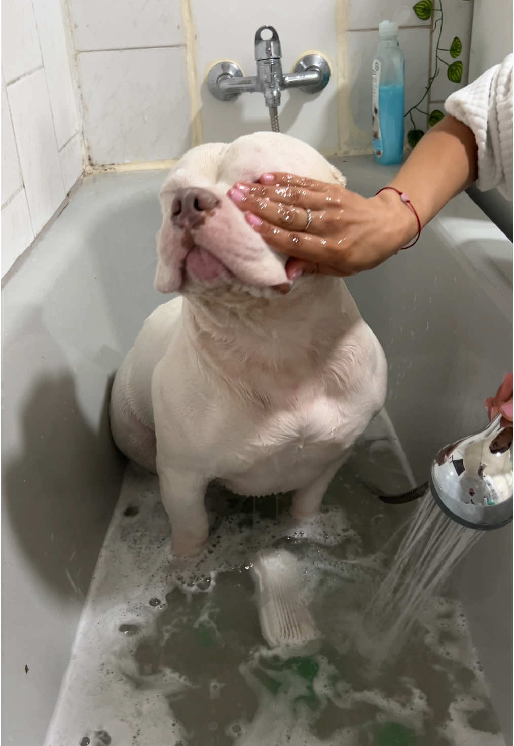 ¿Sera que me gusta el baño ? Estoy usando mi shampoo para los que pregunta que uso para estar tan blanquito es de @Marben Pets lo consiguen en las mejores petshop del pais 🐾🐾✅ . . . . . #fypシ #bully #concepcionchile #gracioso #perritostiktok #paratiiiiiiiiiiiiiiiiiiiiiiiiiiiiiii #perro #viral #americanbully_oficial #americanbully #concepcion 