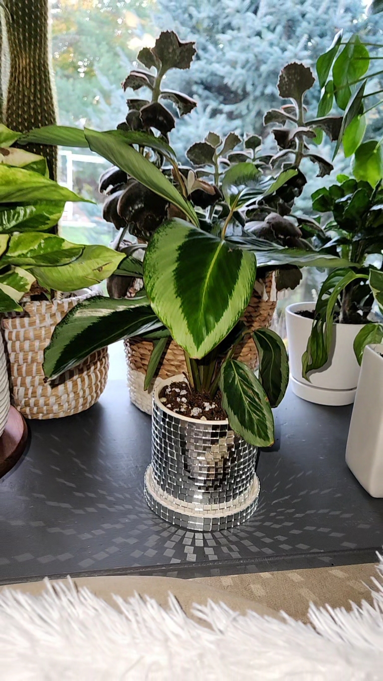 How beautiful is my new disco pot!?! I am obsessed! Click the link to get one! #plant #plants #plantsoftiktok #planttiktok #PlantTok #plantlover #aroidaddicts #urbanjungle #indoorjungle #plantcollector #plantcollection #houseplant #houseplants #vibe #plantsmakepeoplehappy #plantsmakemehappy #plantcare #plantcaretips #fyp 