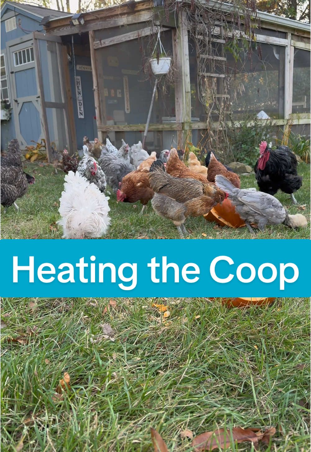 You’ll find these heaters and all my winter supplies linked in my bio. The TV looking one is linked in this video.  I’m not a fan of using red heat lamps in a coop/barn/garage/house. They cause more fires than you would think. Even if you have it secure! Plus the chickens don’t usually need that kind of extreme heat. If you are on the fence, please watch my heat lamp highlight (not here…you know where) Radiant heaters are a great option because they aren’t a fire hazard like heat lamps. They don’t make the coop cozy warm which means if the power goes out, the chickens will still be ok and able to acclimate.  #chickens #chickencoop #heatlamp #chickencoopheater 