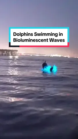 Catch waves and some light 💙 @Josh shares dolphins swimming through bioluminescent tides at Venice Pier.  Bioluminescent waters, often referred to as 