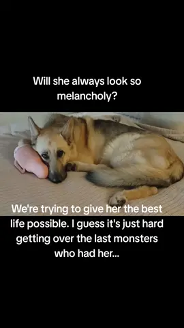 Time to go for walkies and see if they rabbits are out. #dog #pets #germanshepherds #germansgeperdsoftiktok #fyp #cutedog #funnydog #sleepingdog #rescued #fostered #servicedog #rescuedogs #foreverhome #fosterfail #bigdogs #badassdogs #bigdogbigbite #saveddog #sweetdog #reactivedogs #donotpet #fyp #followtrain #math #STEMgirl #derivative #physics #quantumphysics #cute #funny #cleanhumor #Stephenking #cancerlife #stephenkingbooks #AFF #affarmy #afffamily #genx #GenXmom #dogsoftiktok #genxdogowner #DogTraining #rescuednotbroken #ptsddog #stopanimalabuse #CML #CMLlife #cancersucks #leukemia #cancerpatient  