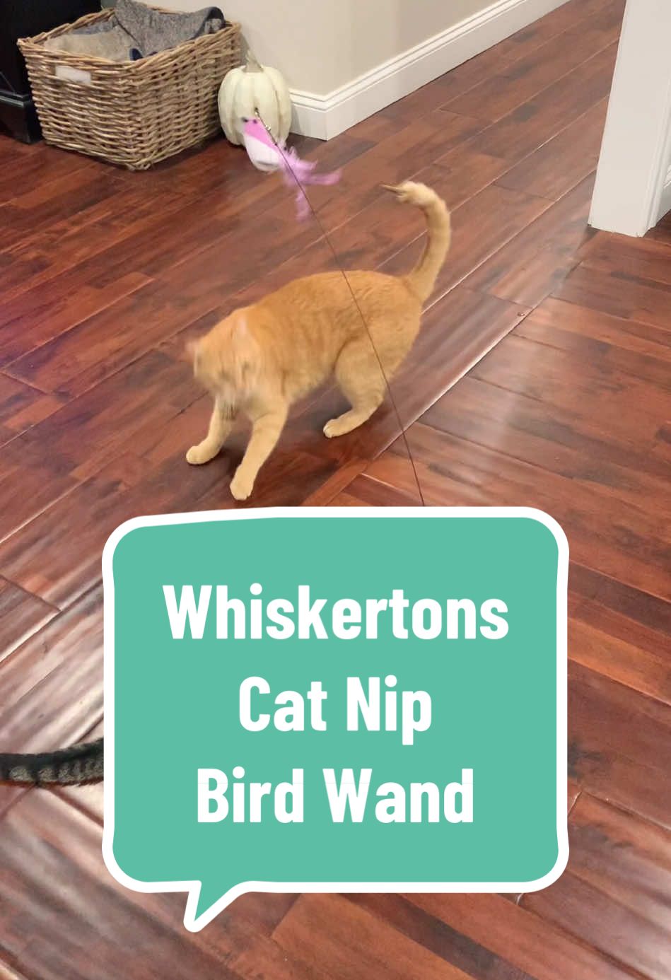 The purrfect indoor entertainment @WhiskertonsUSA 😻 #catsoftiktok #cattoys 