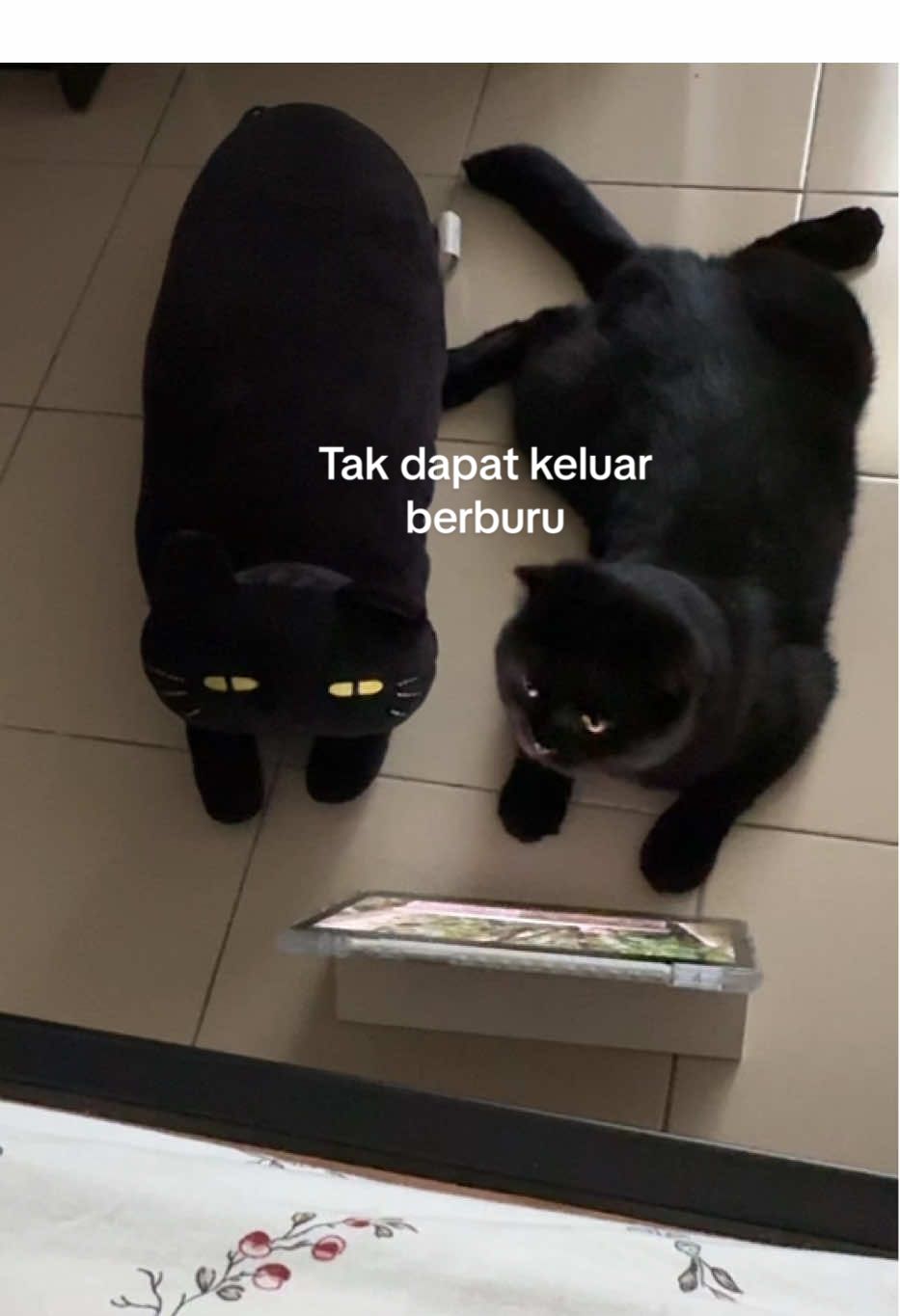 Ajak member berburu dalam bilik jela #rashid #kucinghitam #blackcat 