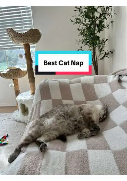 #cutecat #sleepingcat #funnycat #blep 
