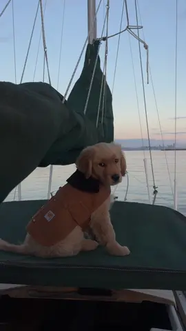 Sunset sail with captain Whidbey and Seattle views 🫡 #goldenretriever #puppytiktok #puppylife #pnw #goldenretrieverlife #washington #puppytok #seattle #dogs #puppies #bainbridgeisland #puppiesoftiktok #dogsoftiktok #sail 