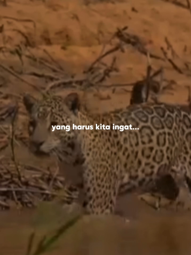 TETEP TUNGKUL ULAH DANGAH #papatahsunda #getihsunda #jatidirisunda #katakatasunda #pepelingurangsunda #sundanusantara 