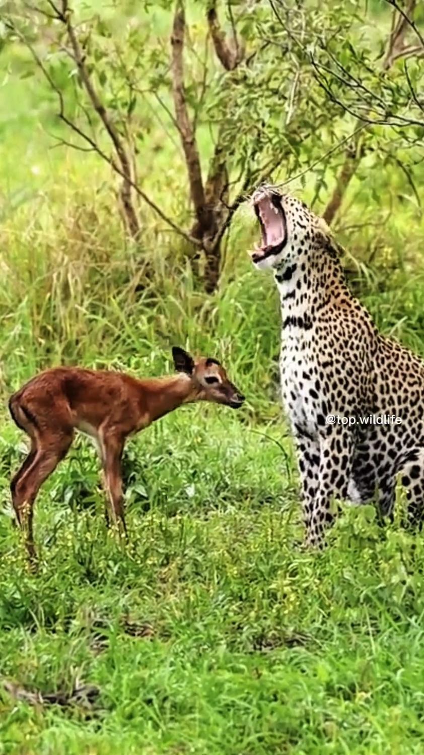 #leopard #lion #animals #wildlife 