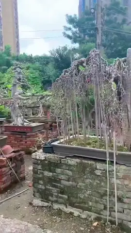 #bonsaiLĩnhNam #bonsaimini #bonsai 
