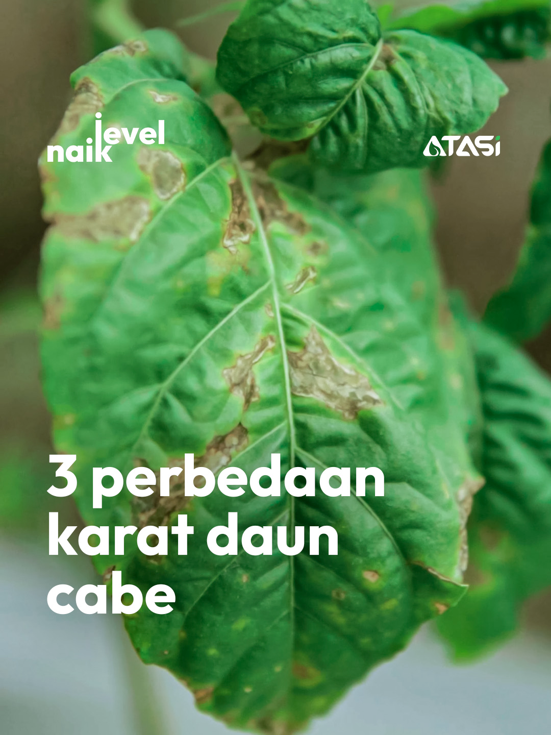 3 BEDA KARAT DAUN PADA CABE. Petani harus tau ini biar tepat penanganannya. #pertanian #petani #petanicabe #cabe #naiklevel