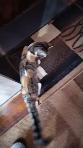 #nayathecat #kitten 