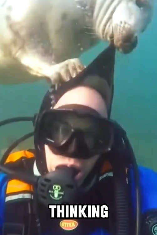 Kind seal rescues diver 🦭🤿🥰 #tiktok #fyp #foryou #seal #adorable 