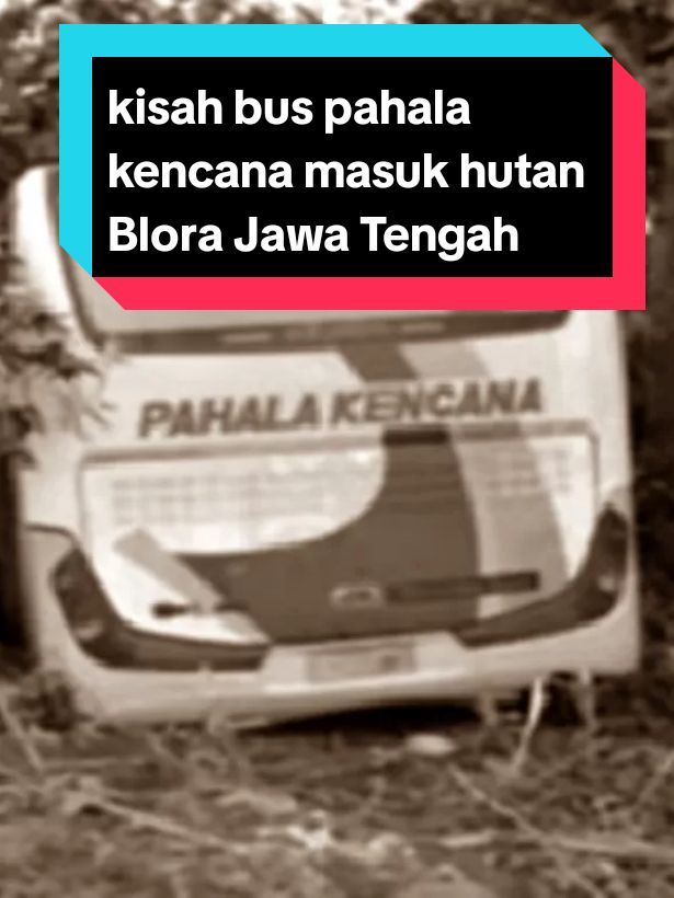 kisah misteri PO pahala kencana masuk hutan Blora Jawa Tengah 2012 Diceritakan awalnya, bus Pahala Kencana yang mengangkut 33 penumbang melintas di jalur pantura, tepatnya di jalur Juwana-Rembang, Kamis (22/6/2012) dini hari Karena lalu lintas macet, sang sopir mencoba mencari jalur alternatif. Akan tetapi sesampainya di jalur Jaken atau Kabupaten Pati wilayah paling selatan, sopir merasa sudah berada di jalur pantura, namun justru mengarah ke Kabupaten Blora. Selain itu ketika melintas, lajur yang dilalui adalah jalan desa. Tapi entah bagaimana, bus tersebut mendadak masuk ke kawasan hutan jati Gadogan di Desa Kedungbacin, Kecamatan Todanan, Kabupaten Blora. Bahkan ketika menempuh jalan pintas itu, di perbukitan yang dipenuhi pohon jati, bus berjumpa dengan truk beton. Sopir pun berusaha mendahului truk namun kernet meminta sopir membiarkan truk duluan yang mendaki. Setelah truk berhasil mendaki, bus lalu menyusul. Tetapi pendakian bus tidak mulus. Ban belakang selip, lalu berjalan mundur. Kemudian terdengar suara benturan. Saat itulah kernet dan sopir turun untuk melihat apa yang terjadi. Dan betapa terkejutnya mereka karena mesin bus tiba-tiba mati begitu saja. Lebih kaget lagi karena menyadari posisi Bus tidak lagi di Jalan Raya tapi di tengah-tengah hutan jati. Waktu itu pukul 02.30 dini hari, sehingga kernet pun membangunkan 33 orang penumpang bus yang semuanya sedang tertidur lelap. Baru Sekitar pukul 05.30 WIB, kru mencoba mencari pemukiman warga dan meminta bantuan. Warga lalu melapor kepada lurah setempat. Setelah sekitar lima jam di tengah hutan jati itu, pertolongan datang. #pahalakencana#hutanblora #kisahnyata #horor#bus#busmania #dunialoko#fypシ゚viral 