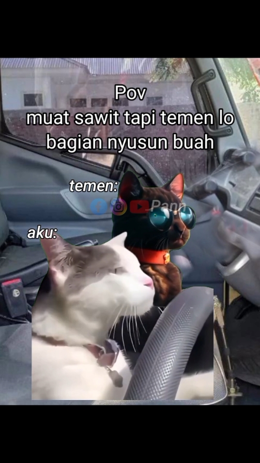 temen kampret😹#kocheng #memecat #kucingtiktok #memekucing #meme #tiktokkucing #fypシ #kucing #memevideo #kulisawit 