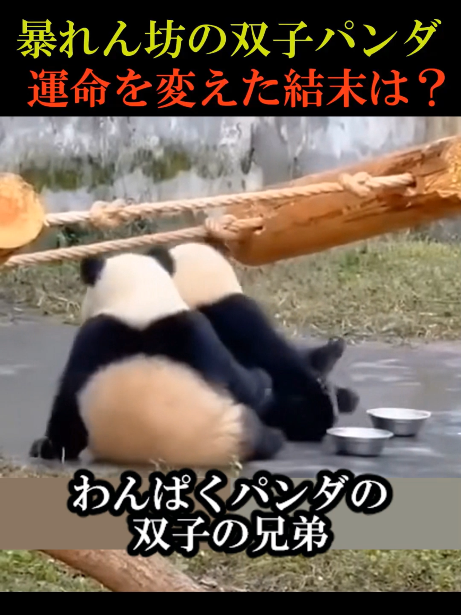 暴れん坊の双子パンダの運命を変えた結末は？#動物 #感動 #animals